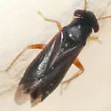 Pilophorus gracilis - Pilophorus gracilis