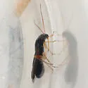 Pilophorus gracilis - photo 2