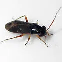 Pilophorus gracilis - photo 3