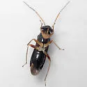 Pilophorus gracilis - photo 4