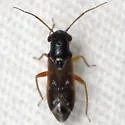 Pilophorus gracilis - photo 5