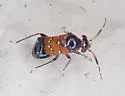 Pilophorus heidemanni