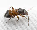 Pilophorus heidemanni - photo 2