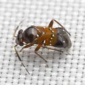 Pilophorus heidemanni - photo 3