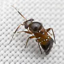 Pilophorus heidemanni - photo 4