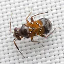 Pilophorus heidemanni - photo 5