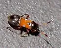 Pilophorus juniperi - Pilophorus juniperi