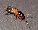 Pilophorus juniperi - photo 2