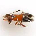 Pilophorus juniperi - photo 3