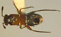 Pilophorus juniperi - photo 4