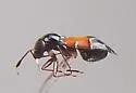 Pilophorus juniperi - photo 5