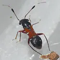 Pilophorus laetus - Pilophorus laetus