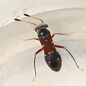 Pilophorus laetus - photo 2