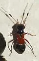 Pilophorus laetus - photo 3