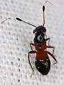 Pilophorus laetus - photo 4