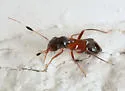 Pilophorus laetus - photo 5