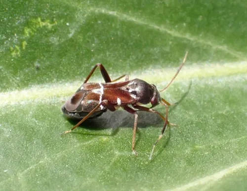 Pilophorus perplexus - photo 2