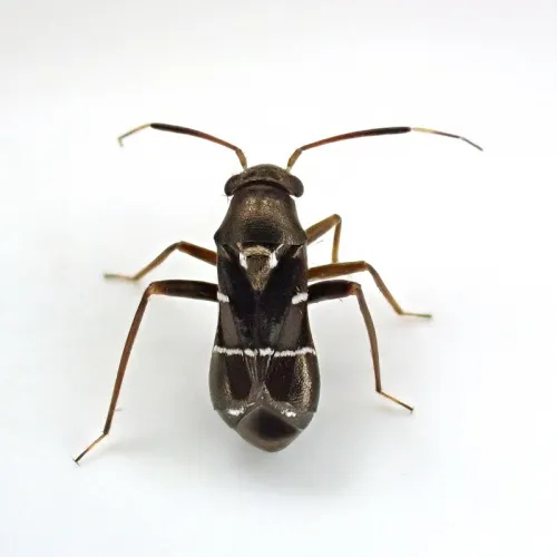 Pilophorus perplexus - photo 3