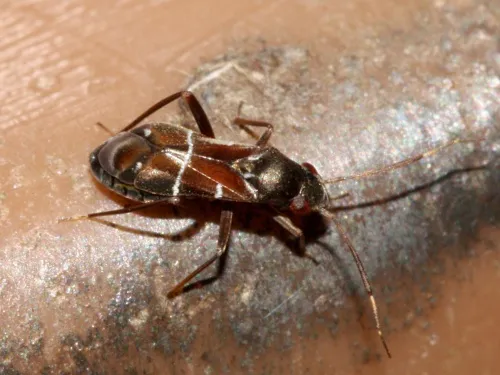 Pilophorus perplexus - photo 4