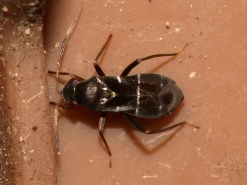 Pilophorus perplexus - photo 5