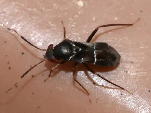 Pilophorus perplexus - photo 6