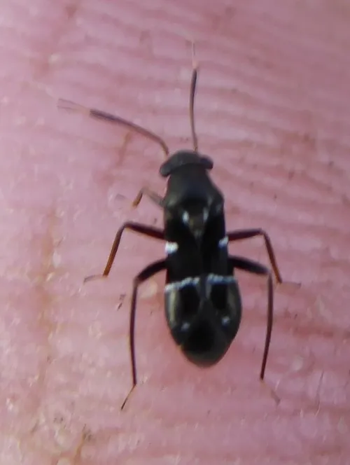 Pilophorus perplexus - photo 8