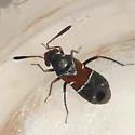Pilophorus piceicola - photo 2