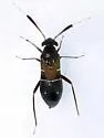Pilophorus piceicola - photo 3