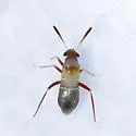 Pilophorus piceicola - photo 4