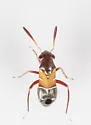 Pilophorus piceicola - photo 5