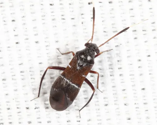 Pilophorus strobicola - Pilophorus strobicola