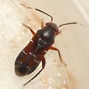 Pilophorus walshii - Pilophorus walshii
