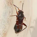 Pilophorus walshii - photo 2