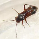 Pilophorus walshii - photo 3