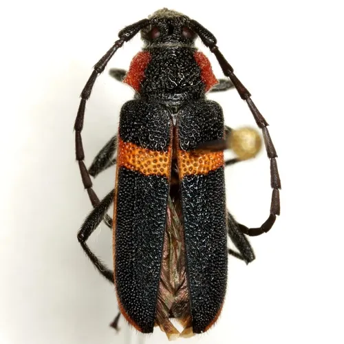 Pilostenaspis lateralis - Pilostenaspis lateralis