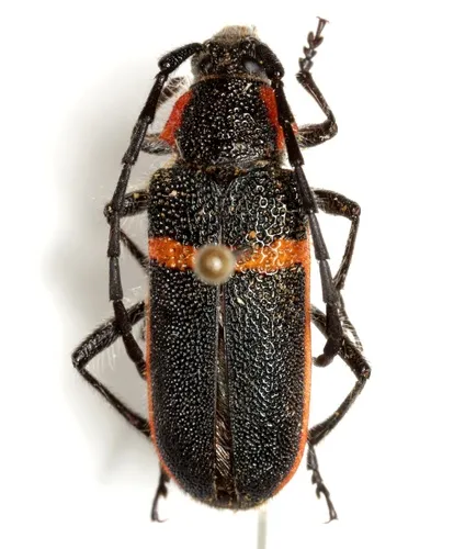 Pilostenaspis lateralis - photo 2