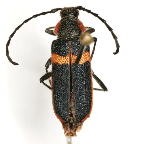 Pilostenaspis lateralis - photo 3