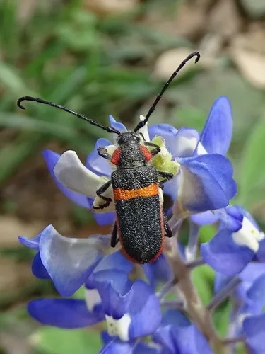 Pilostenaspis lateralis - photo 4