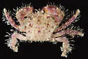 Spineback Hairy Crab