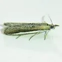 White-edged Pima Moth - Hodges#5747