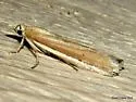 White-edged Pima Moth - Hodges#5747 - photo 3