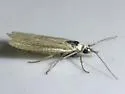 White-edged Pima Moth - Hodges#5747 - photo 4