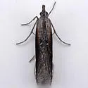 Pima albocostalis - Hodges#5750 - photo 2