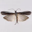 Pima albocostalis - Hodges#5750 - photo 4