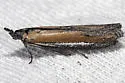 Pima occidentalis - Hodges#5747.1 - Pima occidentalis