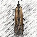 Pima occidentalis - Hodges#5747.1 - photo 2
