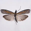 Pima occidentalis - Hodges#5747.1 - photo 4
