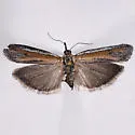 Pima occidentalis - Hodges#5747.1 - photo 5
