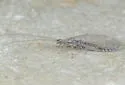 Pimachrysa albicostales