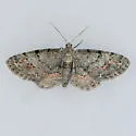 Pimaphera percata - Hodges#6441
